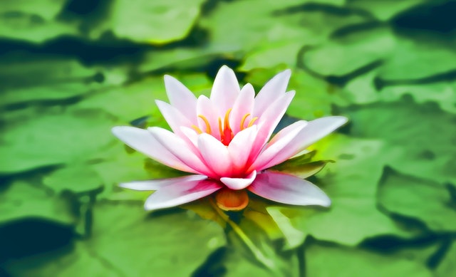 waterlily-pink-water-lily-water-plant-158465.jpeg